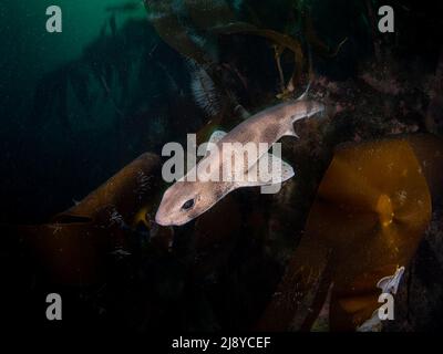 Smallfleckter Welshark (auch bekannt als Lesser Spotted Dogfish) - Scyliorhinus canicula - schwimmt über dem gemäßigten Kelpwald im Nordwesten Schottlands. Stockfoto