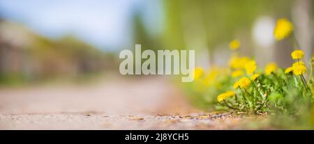 Hintergrund Banner Panorama der Blumen im Hof. Schöne natürliche Panoramalandschaft. Stockfoto