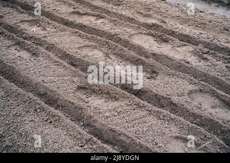 Gartenbett mit leeren Reihen für die Pflanzung vorbereitet Stockfoto