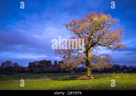 Eine Eiche auf den Feldern rund um Kenilworth Castle in Warwickshire, Großbritannien Stockfoto Eine Eiche auf den Feldern rund um Kenilworth Castle in Warwickshire, Großbritannien Stockfoto