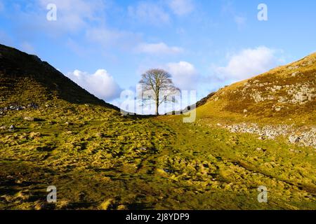 Ein Sycamore-Baum in einem Tauchgang neben der Hadrians Wall in Northumberland, bekannt als Sycamore Gap. Stockfoto