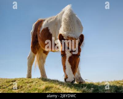 Eine von vielen verschiedenen Pony-Rassen, die auf den Mooren im Dartmoor National Park, Großbritannien, wild leben Stockfoto