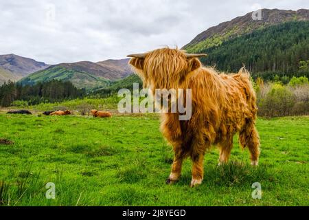 Eine junge Highland Cow in Glen Nevis, Schottland Stockfoto