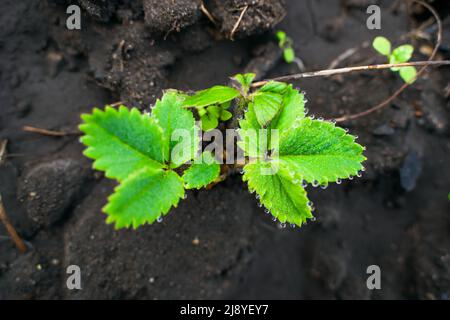 Grüne Erdbeerblätter am Morgen in einer Tropfen-Nahaufnahme. Erdbeersträucher nach dem Gießen Stockfoto