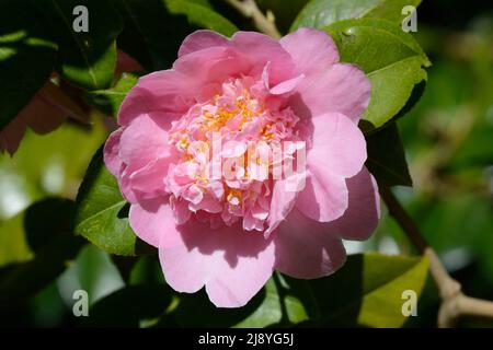 Camellia x williamsii Elsie Jury Blume Blüte Stockfoto