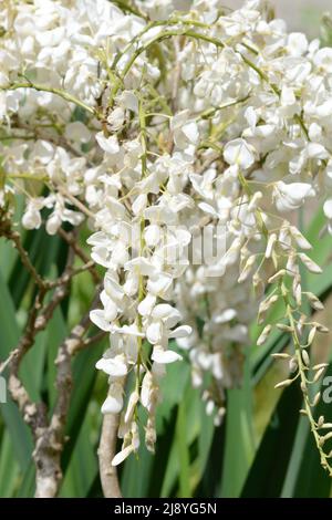 Wisteria sinensis Alba holzige Kletterin mit Blütenranken von duftenden Erbsenblumen im Frühjahr Stockfoto