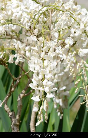Wisteria sinensis Alba holzige Kletterin mit Blütenranken von duftenden Erbsenblumen im Frühjahr Stockfoto