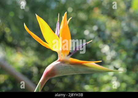 Paradiesvogelblume aus der Nähe vor grünem natürlichem Bokeh-Hintergrund Stockfoto
