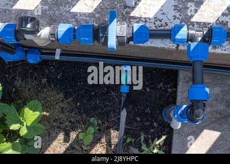 Wassertropfanlage im Gemüsegarten zur Bewässerung von Tomatenpflanzen