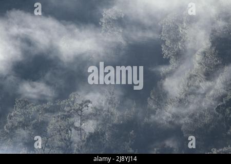 Neblige Hintergrundtapete von Nebel und Bäumen am Morgen Stockfoto