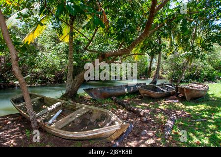 Bootsfahrt im Regenwald, Mangroven. Ökotourismus. Nationalpark Los Haitises, Sabana de La Mar, Dominikanische Republik. Los Haitises National Park ist ein Stockfoto