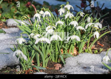 Die Schneeflocke im Frühling blüht, während der letzte Schnee schmilzt Stockfoto