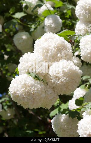 Weiß gemeinsame Hortensie Stockfoto