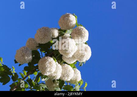 Weiß gemeinsame Hortensie Stockfoto