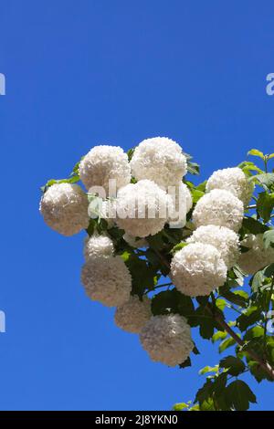 Weiß gemeinsame Hortensie Stockfoto