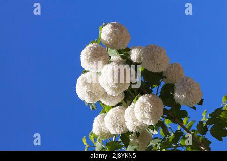 Weiß gemeinsame Hortensie Stockfoto