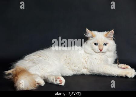 Weißes Kätzchen mit blauen Augen sitzt auf einem dunklen Hintergrund Stockfoto