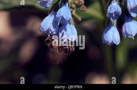 Nahaufnahme eine Biene, die auf Beinwell-Blumen mit verschwommenem Hintergrund thront Stockfoto