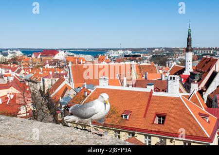 Möwe beim Spaziergang auf einem Dach auf einem Gebäude in der Altstadt von Tallinn, Estland, Europa. Stockfoto