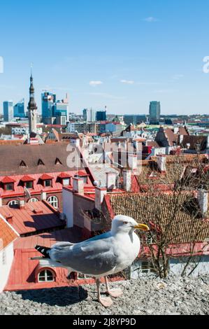 Möwe beim Spaziergang auf einem Dach auf einem Gebäude in der Altstadt von Tallinn, Estland, Europa. Stockfoto