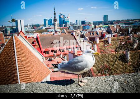 Möwe beim Spaziergang auf einem Dach auf einem Gebäude in der Altstadt von Tallinn, Estland, Europa. Stockfoto