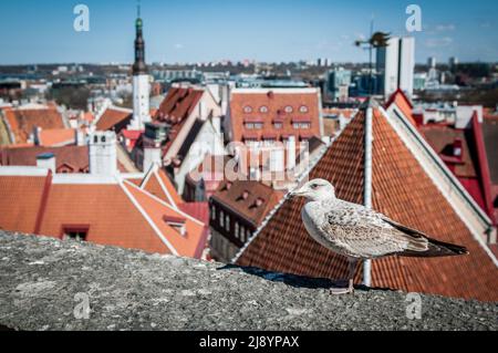 Möwe beim Spaziergang auf einem Dach auf einem Gebäude in der Altstadt von Tallinn, Estland, Europa. Stockfoto