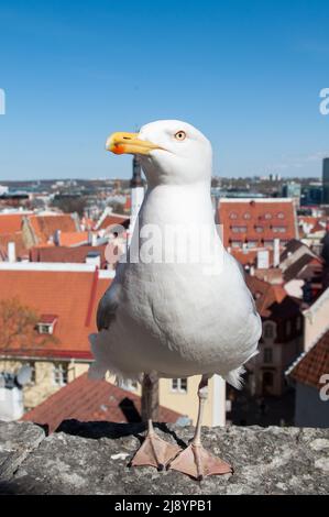 Möwe beim Spaziergang auf einem Dach auf einem Gebäude in der Altstadt von Tallinn, Estland, Europa. Stockfoto