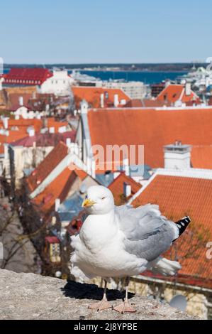 Möwe beim Spaziergang auf einem Dach auf einem Gebäude in der Altstadt von Tallinn, Estland, Europa. Stockfoto