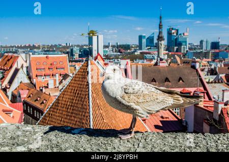 Möwe beim Spaziergang auf einem Dach auf einem Gebäude in der Altstadt von Tallinn, Estland, Europa. Stockfoto