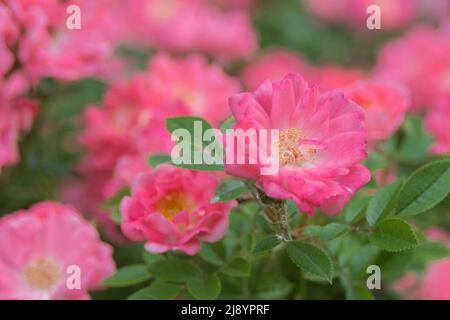 Zarte rosa chinesische Rosenblüten. Rosa chinensis Gartenpflanze. Landschaftsgestaltung. Blumenhintergrund. Makrofotografie. Stockfoto