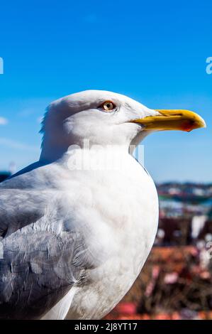 Möwe beim Spaziergang auf einem Dach auf einem Gebäude in der Altstadt von Tallinn, Estland, Europa. Stockfoto