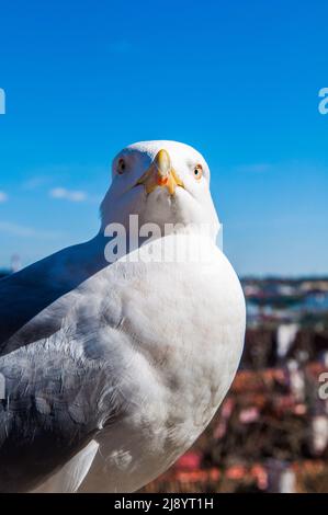 Möwe beim Spaziergang auf einem Dach auf einem Gebäude in der Altstadt von Tallinn, Estland, Europa. Stockfoto