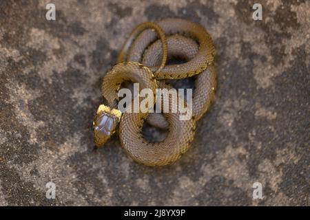 Barred Grass Snake (Natrix helvetica) juvenile Norwich GB UK Mai 2022 Stockfoto