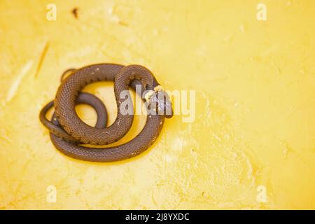 Barred Grass Snake (Natrix helvetica) juvenile Norwich GB UK Mai 2022 Stockfoto