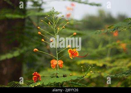Bilder von schönen roten Blumen. Stockfoto