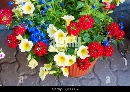 Petunia, Petunias im Tablett, Petunia im Topf. Stockfoto