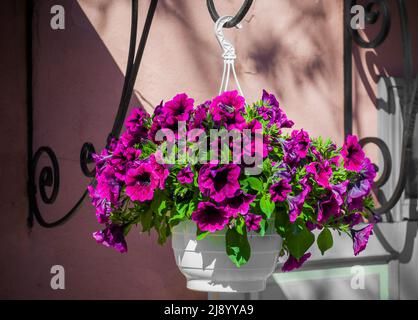 Petunia, Petunias im Tablett, Petunia im Topf. Stockfoto