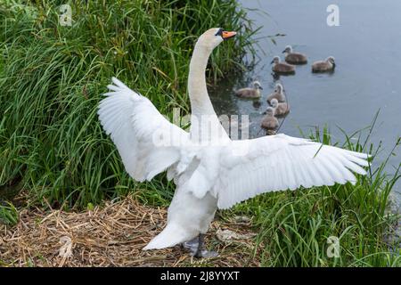 Mute Swan Cygnus olor, beobachten Cygnets im Wasser, St. Albans UK Stockfoto