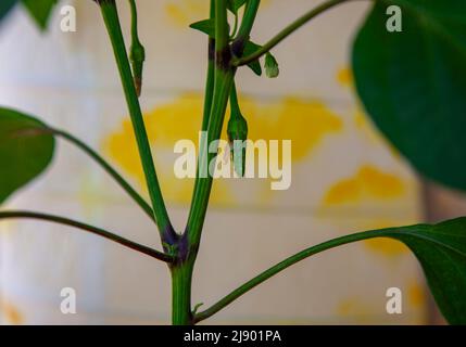 Nahaufnahme kleiner grüner Pfeffer, der in Töpfen auf der Fensterbank wächst. Stockfoto