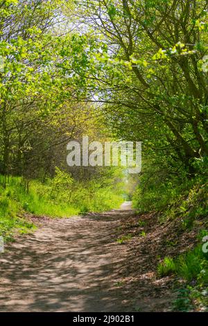 Naturschutzgebiet Geltinger Birk, Nieby, Flensburger Fjord, Ostsee, Landschaft Angeln, Schleswig-Holstein, Norddeutschland, Mitteleuropa Stockfoto