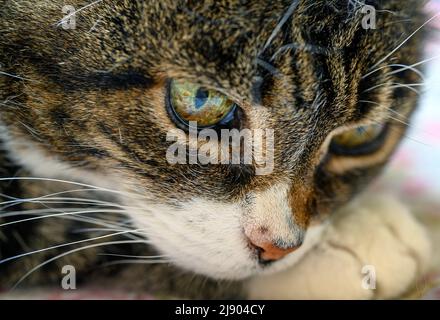 Detail des Kopfes einer Hauskatze. Diese gestromte Katze hat typische dunkle Streifen sowie weiße Markierungen um Mund und Nase. Stockfoto