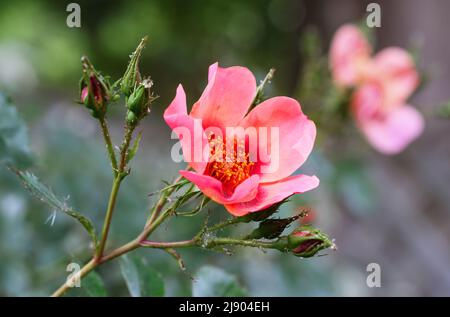 Eine rosa Rose mit Blütenblättern, Staubblättern und dem oberen Teil des Stiels. Diese farbenfrohe Rose befindet sich in einem Garten in England. Stockfoto