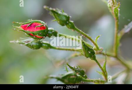 Detail von Rosenknospen und Stielen in einem Garten in England. Es gibt kleine Insekten auf den Stielen. Stockfoto