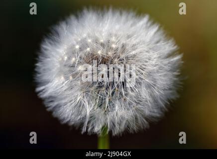 Der Samenkopf eines in einem Rasen wachsenden Dandelions. Die Eselblume ist in Europa und Nordamerika verbreitet. Die Eselwurz gehört zur Gattung Taraxacum. Stockfoto
