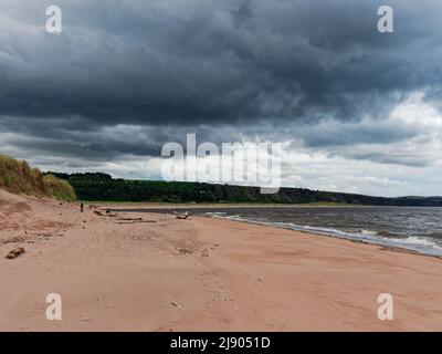 Driftwood ist über den feuchten Sand des Montrose Beach in der Nähe von Kinnaber verstreut, mit dem Strand von St. Cyrus in der Ferne. Stockfoto