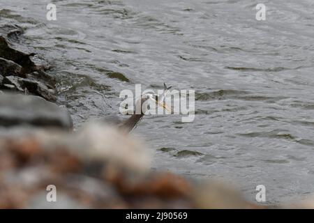 Kopfaufnahme des Blauen Reihers mit Fisch im Mund Stockfoto