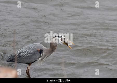 Großer Blaureiher, der einen großen Fisch verschluckt Stockfoto