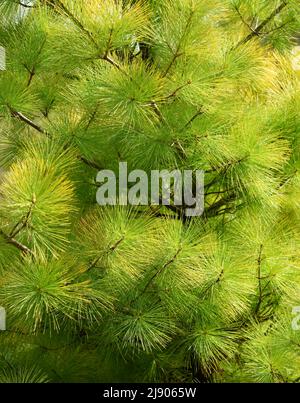 Die Kiefernnadeln einer Louie White Pine. Stockfoto