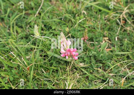 Onobrychis viciifolia wächst auf dem Kalkgrasland des Lydden Temple Ewell Nature Reserve oberhalb von Temple Ewell, Dover, Kent, England, Vereinigtes Königreich Stockfoto