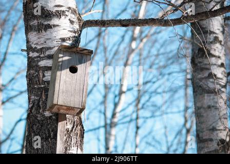 Altes Vogelhaus am Baumstamm, Vogelnistkasten auf Birke im frühen Frühjahr Stockfoto